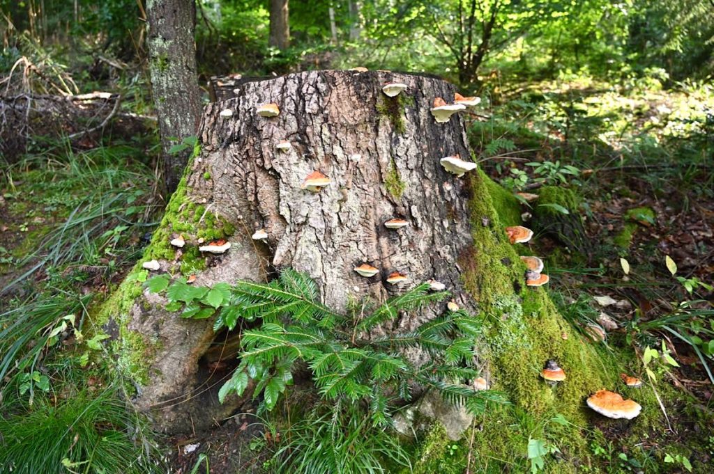 Vallee de la Bruche Elsass Vogesen Straßburg Wandern