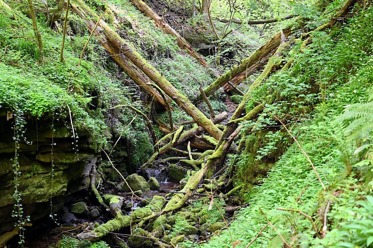 Wolfsschlucht Zwingenberg Wanderung im Neckartal People Abroad
