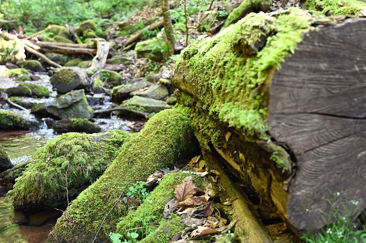 Wolfsschlucht Zwingenberg Wanderung im Neckartal People Abroad