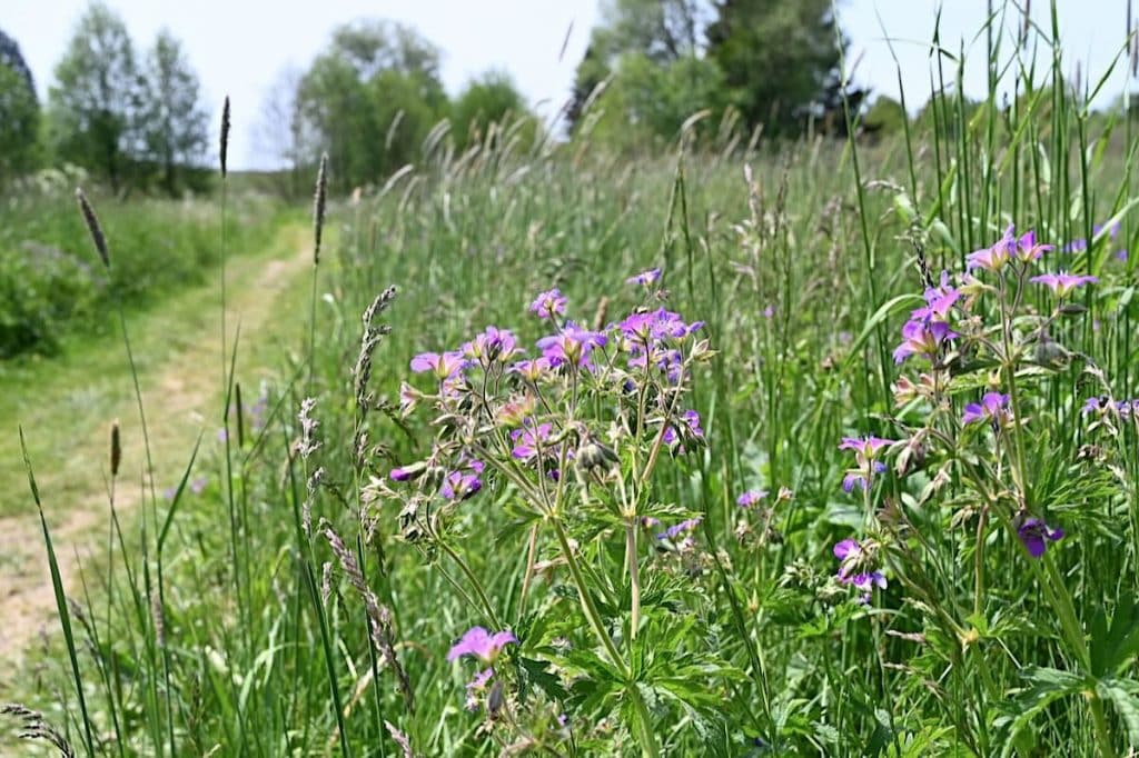 Bad Steben Franken Natur Wiese Wandern