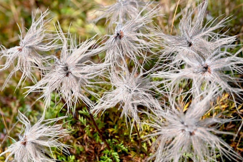 Arlberg Trail Wandern 