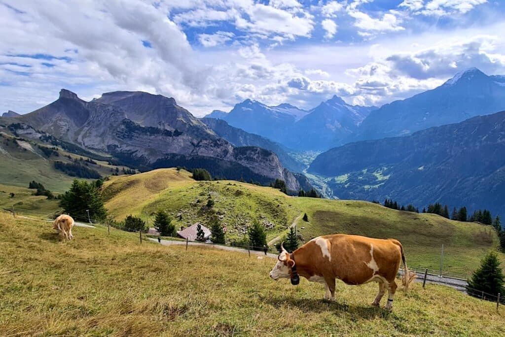 Faulhorn Wanderung Berner Alpen
