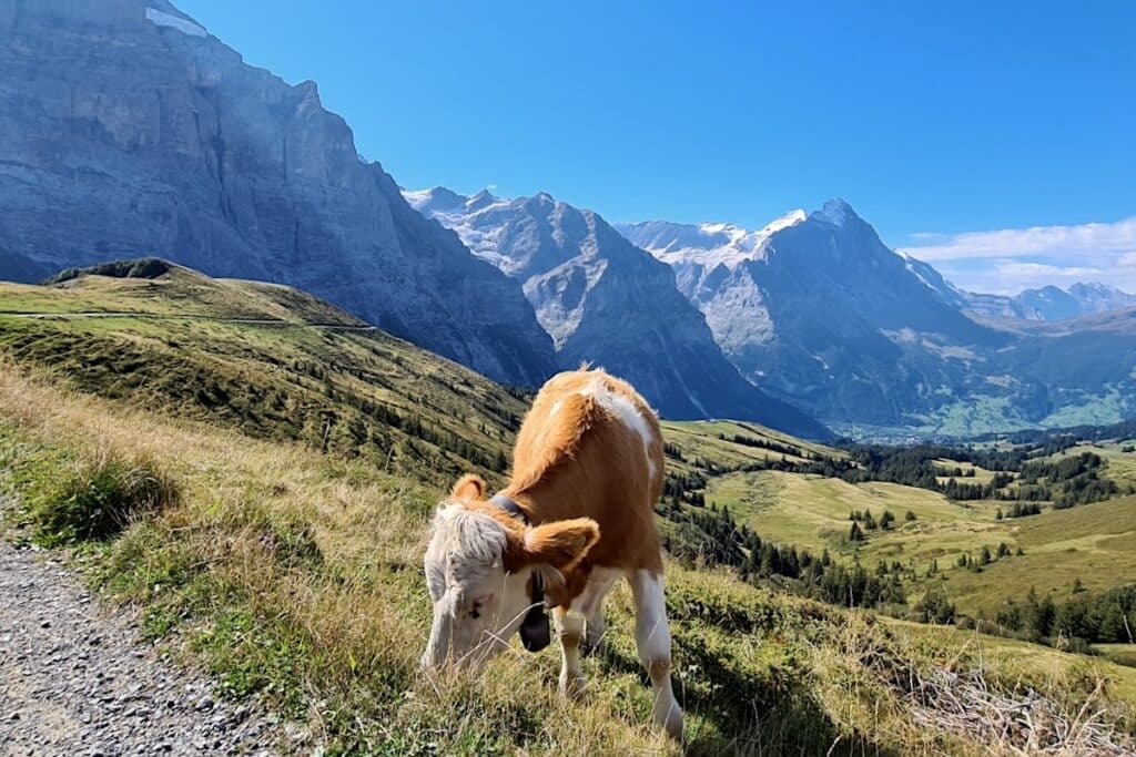 Faulhorn Wanderung Berner Alpen