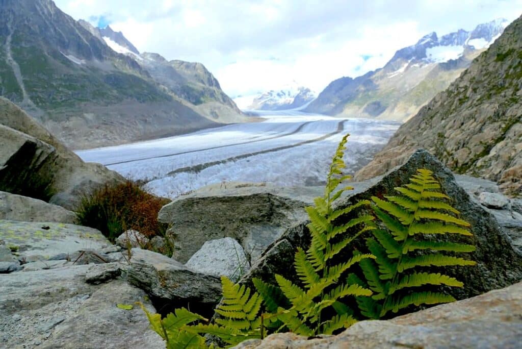 Aletschgletscher Wanderung Tour Schweiz Tipps