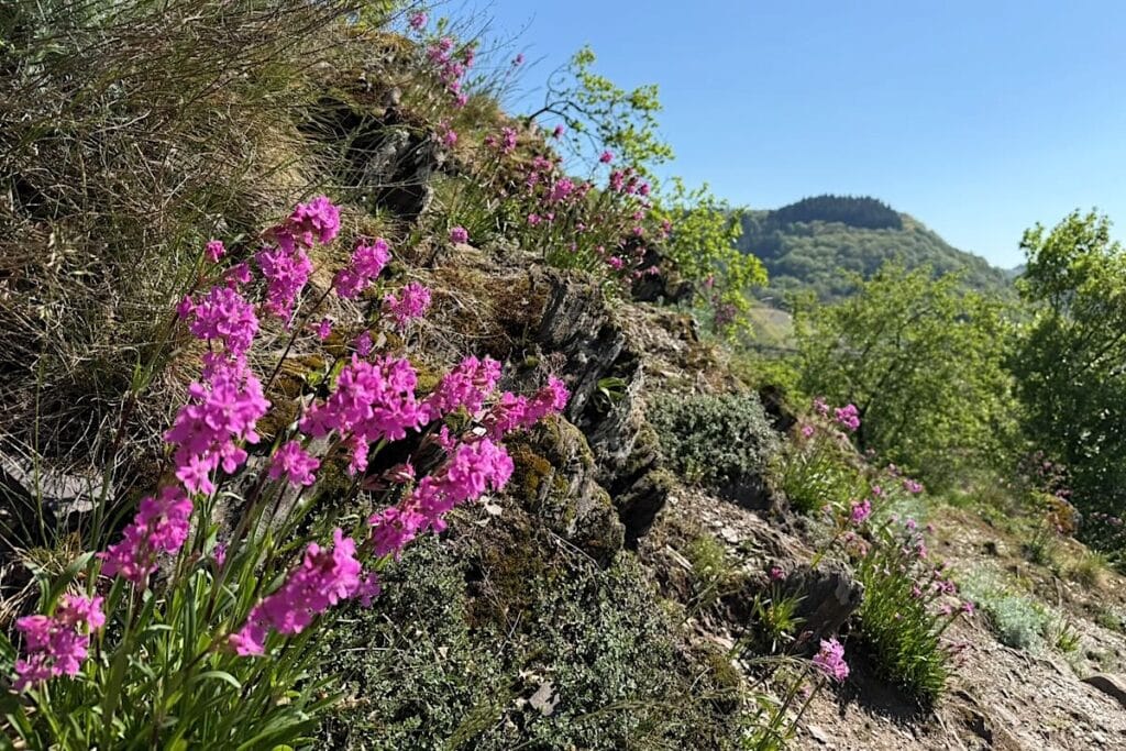 Bremm Höhenweg Wanderung Moselschleife