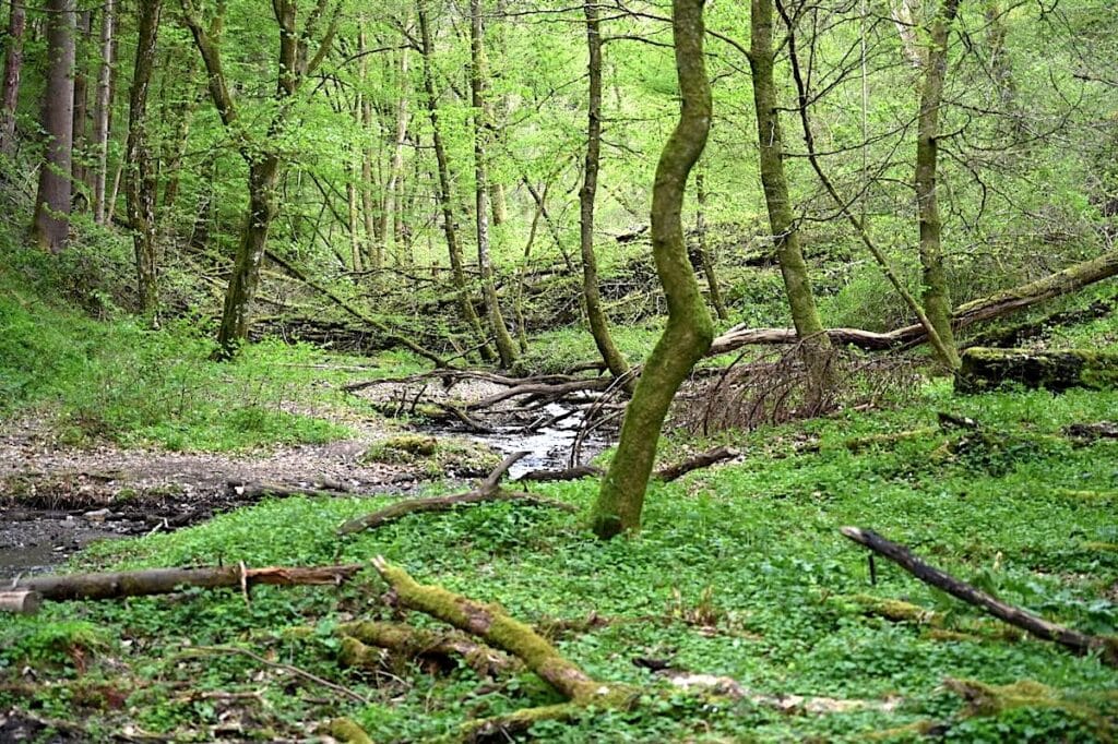 Traumschleife Hunsrück Wanderung Rundweg