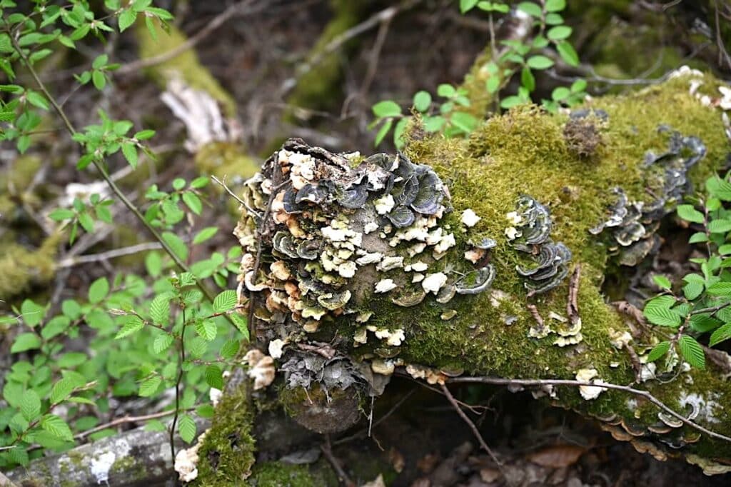 Traumschleife Hunsrück Wanderung Rundweg
