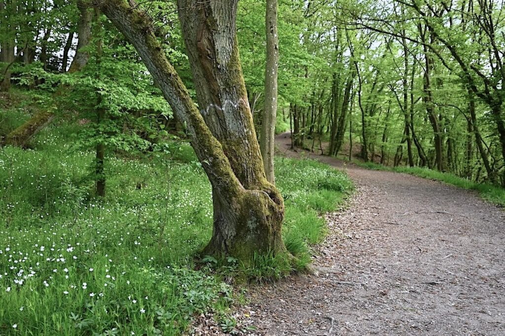 Traumschleife Hunsrück Wanderung Rundweg