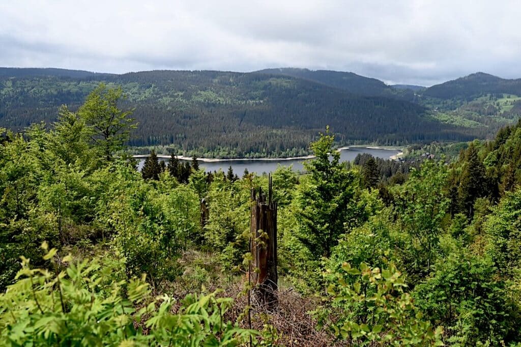 Schluchsee Wandern Jägersteig Genießerpfad Schwarzwald