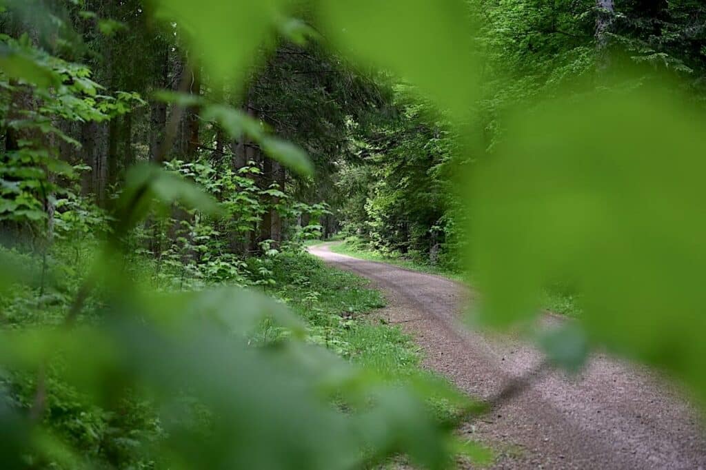 Schluchsee Wandern Jägersteig Genießerpfad Schwarzwald