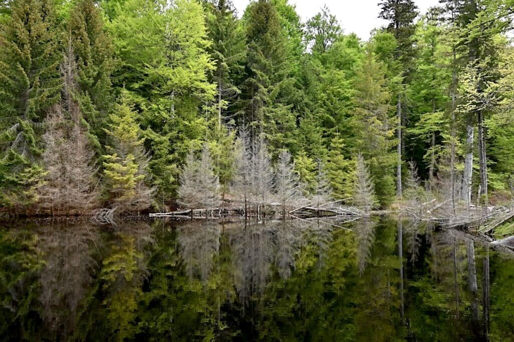 Schluchsee Wandern Jägersteig Genießerpfad Schwarzwald