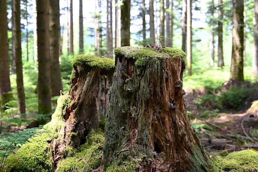 Vallée de la Bruche Wandern Elsass Vogesen