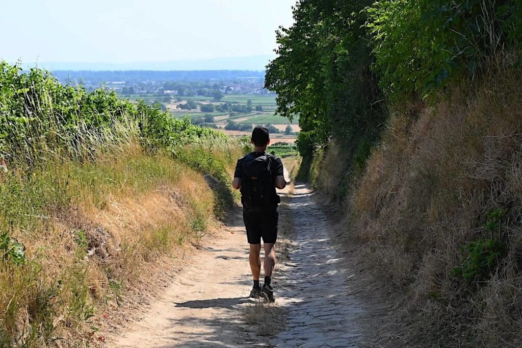 Hiwweltouren Rheinhessen Wanderung Rundweg Tour Tipps