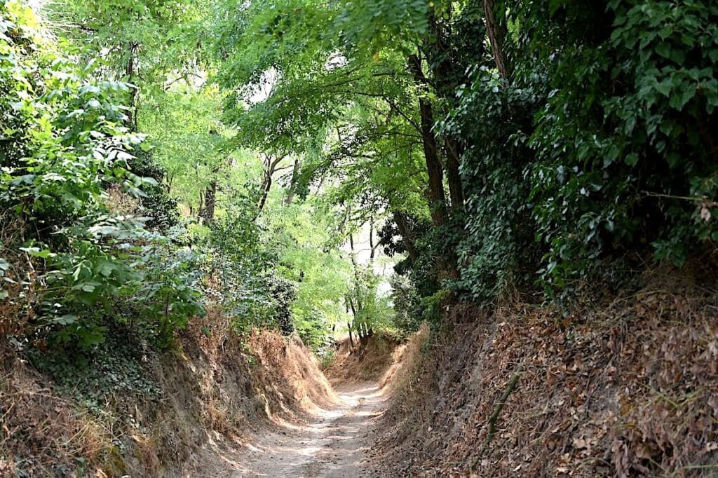 Rheinhessen Wanderung Rundweg Tour Tipps