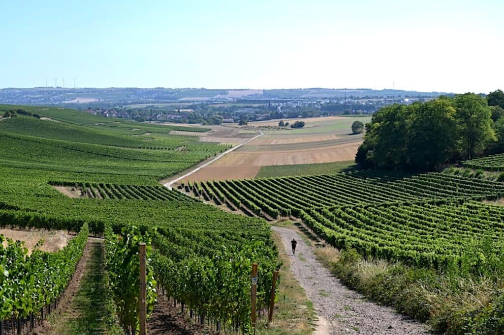 Hiwweltouren Rheinhessen Wanderung Rundweg Tour Tipps